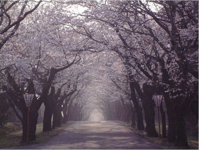宮崎の桜の開花はいつごろ？2015オススメ花見スポット15選