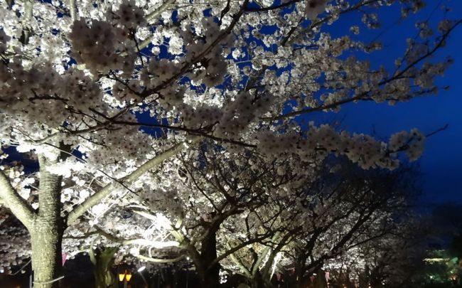 長崎の桜おすすめ穴場スポット2015