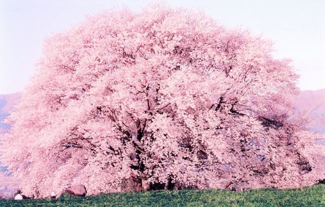 熊本 桜の開花2015年はいつ？おすすめ花見スポットと駐車場情報