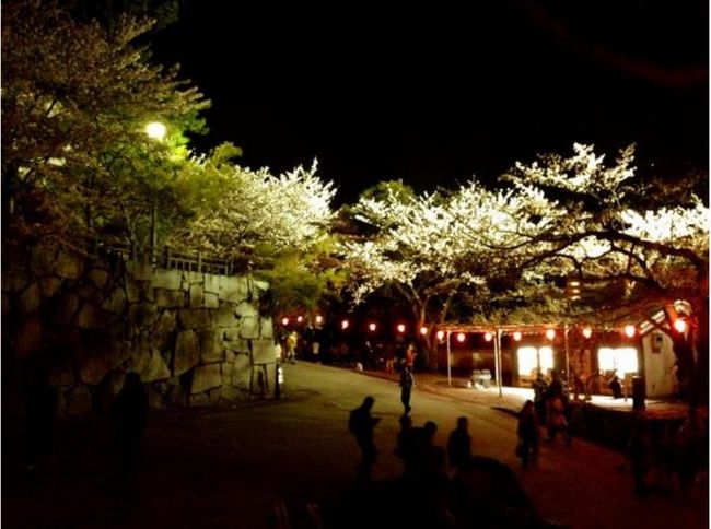 福岡の桜 おすすめ名所はここ！各見頃時期の開花予想2015