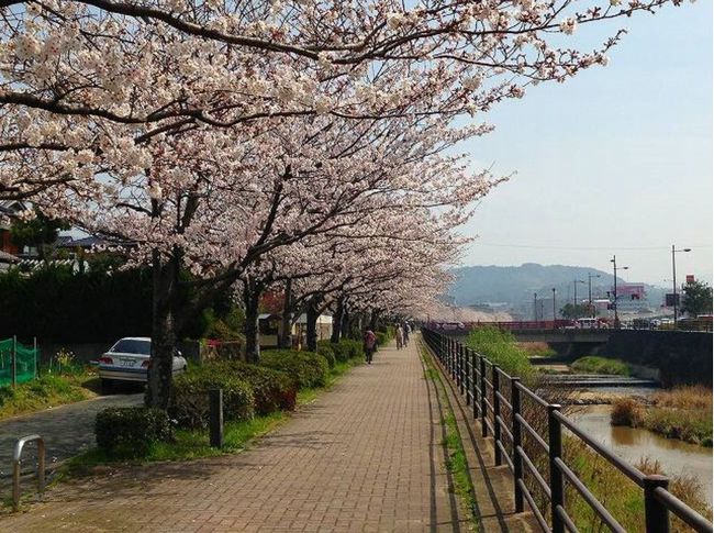 【福岡】の桜 名所のオススメはどこ？開花予想と見頃時期2