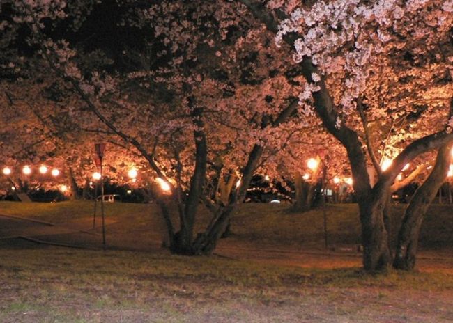 愛媛の桜の名所はここ！ライトアップ&見頃情報2015