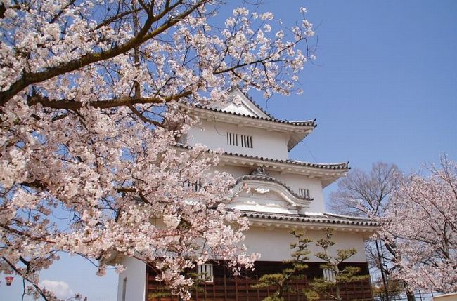 香川の桜 名所と穴場2015！オススメスポットの見頃はいつ？