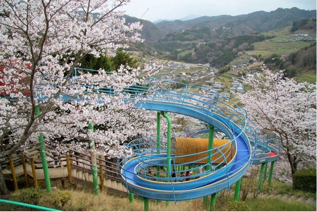 徳島県の桜の名所2015！開花予想と駐車場情報