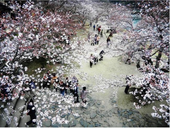 山口県の桜の満開はいつ？オススメ花見スポット情報2015