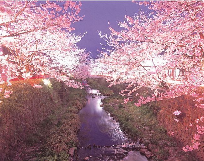 山口県の桜の名所＆穴場2015！オススメはどこ？