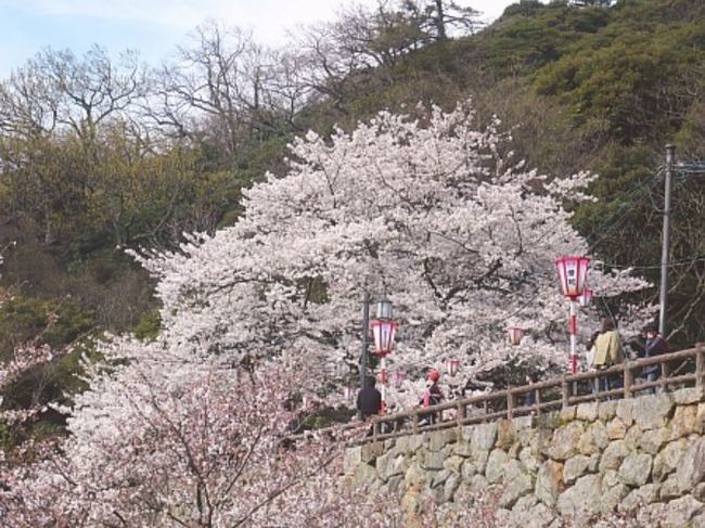 鳥取 桜 満開の見頃はいつ？ライトアップ・穴場情報