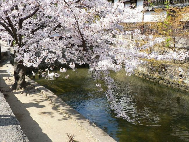 岡山県の桜の名所情報2015！ライトアップされる公園はここ！