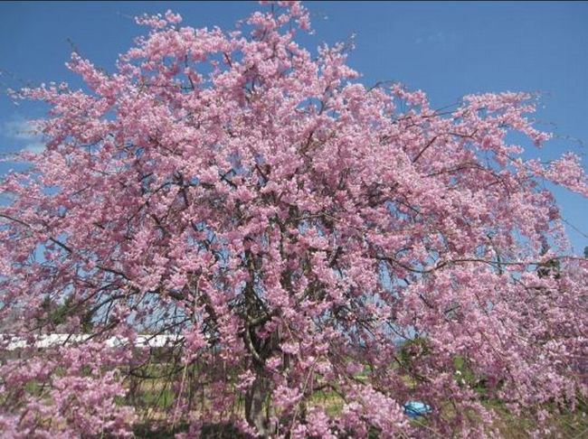 岡山の桜スポットはここ！ライトアップ＆イベント情報2015