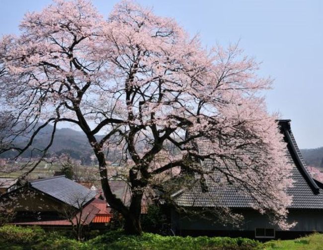 広島の桜のおすすめスポット2015開花時期と駐車場情報