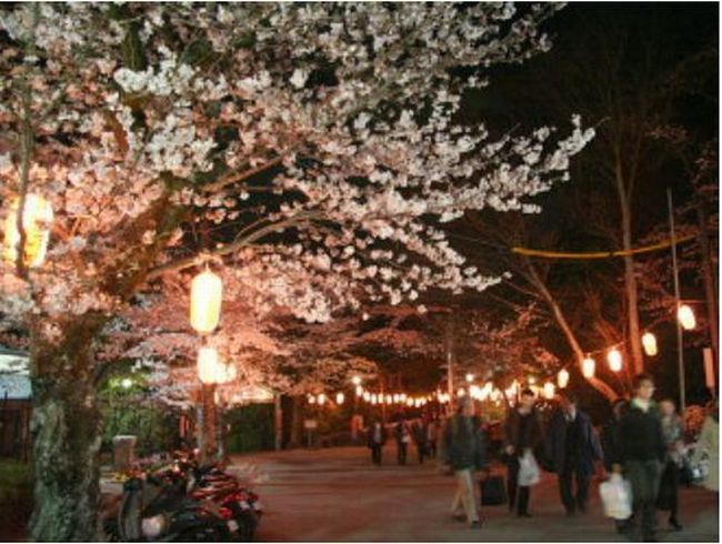 大阪の桜 名所を紹介！オススメのスポットはここだ！