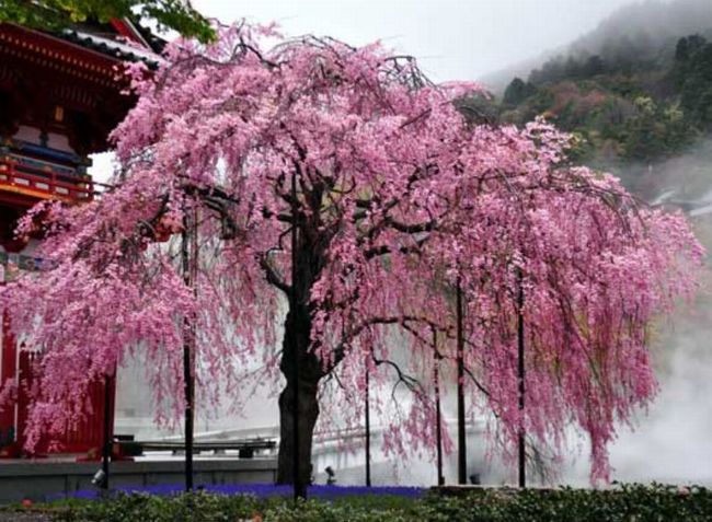 大阪の桜2015の見頃はいつ？有名＆穴場スポットのオススメは？