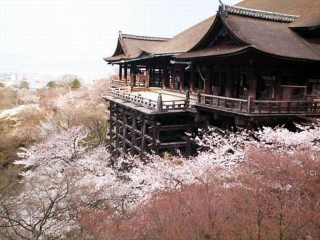 京都の桜2015！満開時期と開花予想の最新情報！