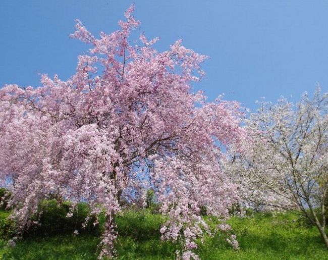 奈良の桜おすすめスポットは？開花＆駐車場情報