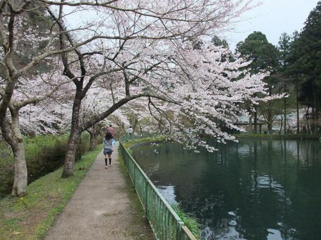 滋賀の桜【穴場と名所】押さえておくべき花見スポット