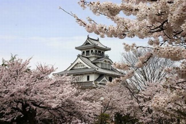 滋賀の桜の開花予想とライトアップ情報！ドライブする場合の駐車場は？