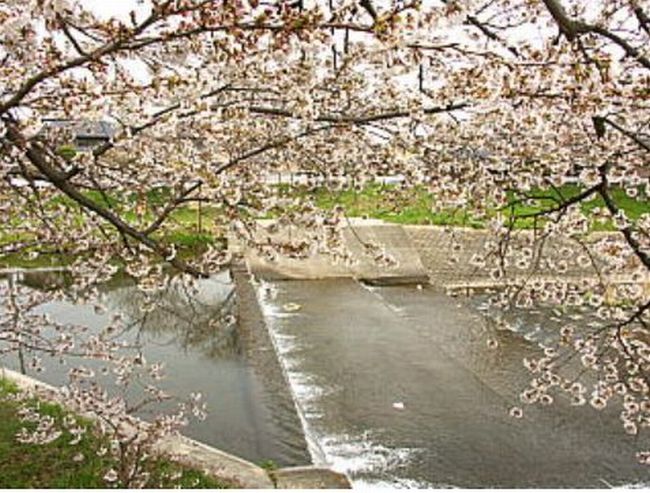 愛知の桜祭りが開催される花見スポットは？駐車場&開花情報