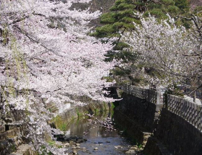 岐阜県の桜の開花予想2015！オススメスポットをご紹介