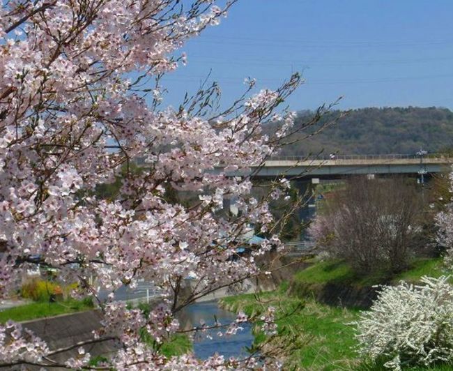 岐阜の桜の見ごろ情報！ライトアップ公園＆祭り開催スポットは？