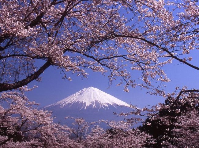 静岡の桜の開花情報を紹介！各スポットの見ごろはいつ？