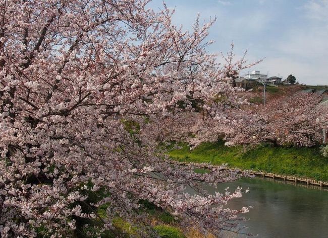 静岡県の桜の名所をご紹介！オススメのスポットはここ！