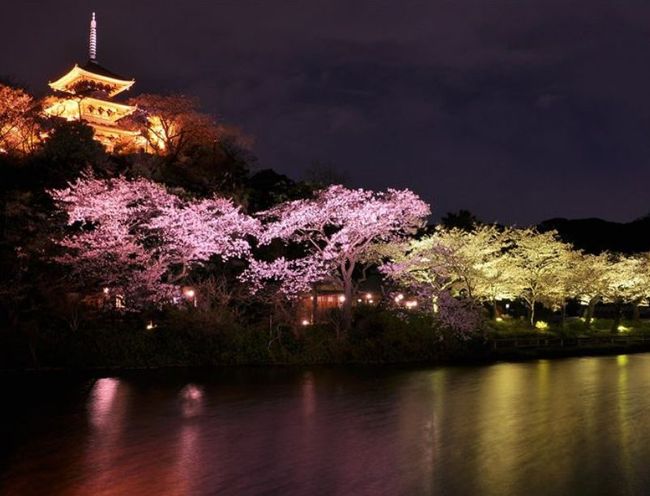 神奈川の桜の名所＆穴場はどこ？デートでいくならどこがオススメ？