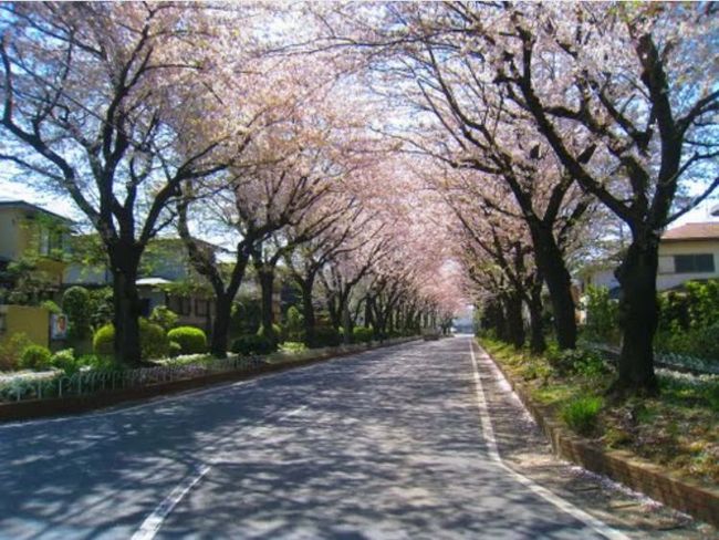 神奈川の桜ランキング上位はどこ？ドライブやデートにもオススメのスポットは？