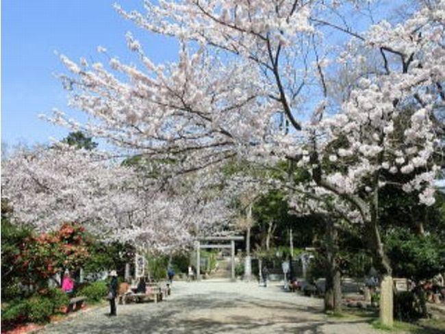神奈川の桜 開花予想2015！人気の各スポットの見ごろはいつ？