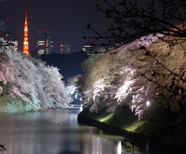 東京の桜 カップルにオススメの穴場と名所は？散歩や散策ができるスポットは？