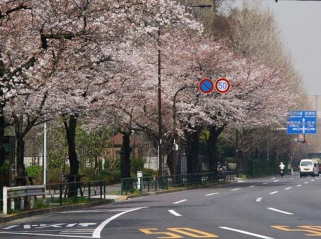 東京の桜2015名所と穴場の公園は？開花状況&満開の見頃はいつ？