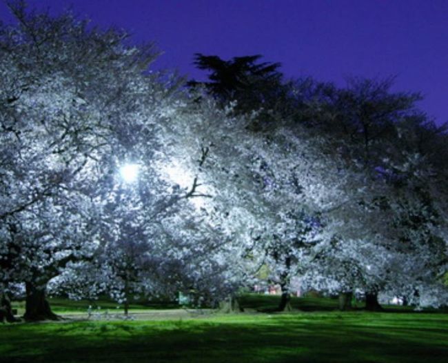 東京 桜の名所はどこ？家族で花見ができる公園おすすめ2015