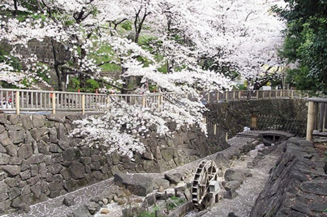 東京の桜の見ごろ2015！週末お花見ガイド&開花状況