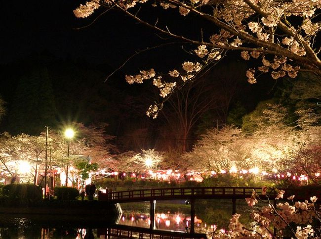 千葉の桜のライトアップは？デートにおすすめの名所ならここ！