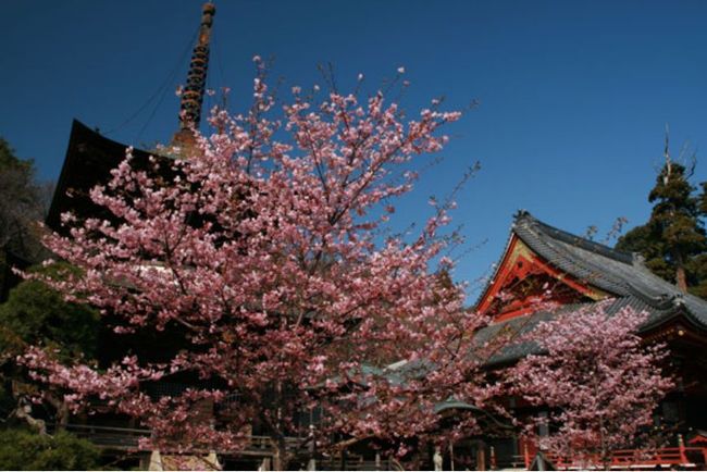 茨城の桜 オススメ名所情報2015人気ランキング上位はどこ？