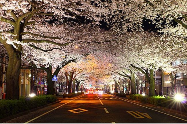 茨城の桜 ライトアップや桜まつりが開催される名所はどこ？開花＆駐車場情報