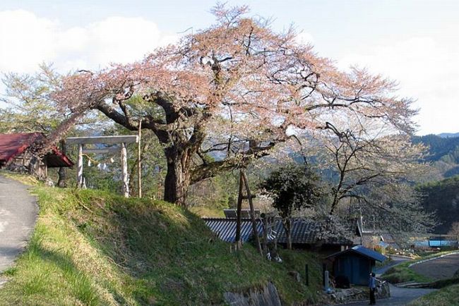 長野の桜 おすすめ人気スポットはどこ？開花＆駐車場情報