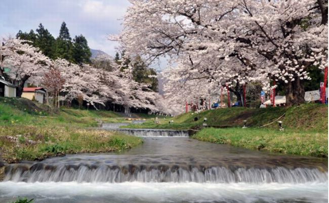 福島の桜 開花予想2015！花見スポット別の開花時期は？