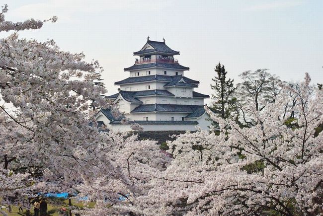 福島の桜2015年の開花情報は？名所や穴場のお花見にいくならいつ？