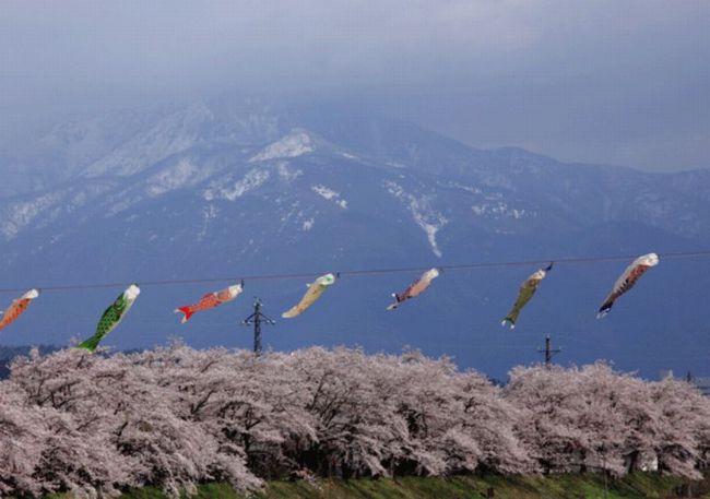 福井の桜2015開花予想！イベントをやる公園の見頃はいつ？