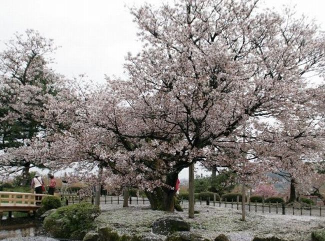 石川県の桜2015ライトアップ・駐車場情報！兼六園の開花はいつ？】