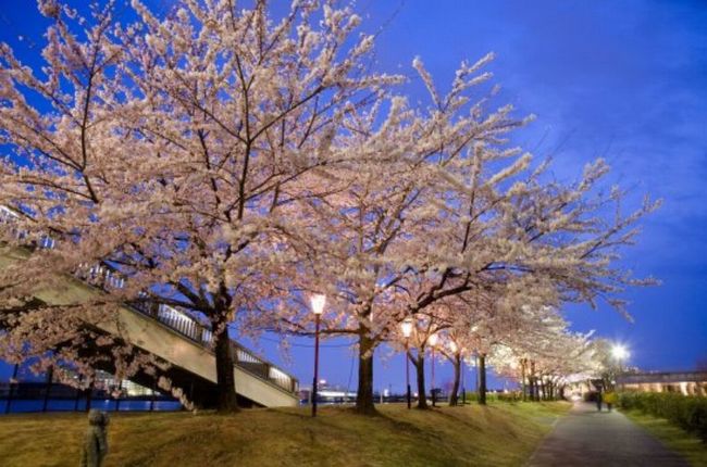 新潟 桜2015の見頃はいつ？人気スポットの開花予想