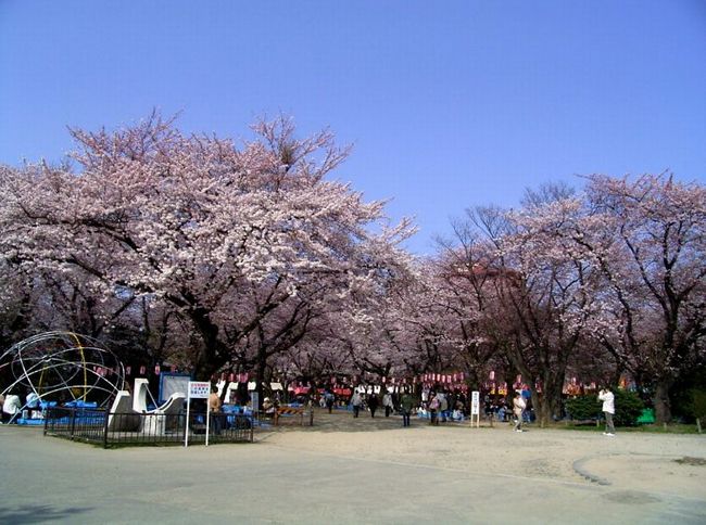 宮城の桜の開花情報！まつり＆ライトアップが行われるスポット2015
