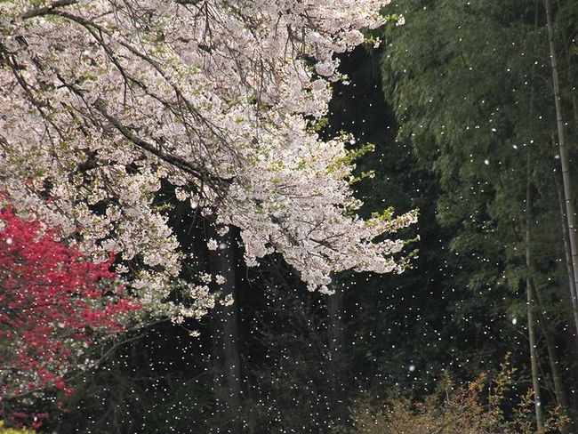 岩手の桜が満開の時期はいつ？2015オススメスポットのライトアップ＆駐車場情報