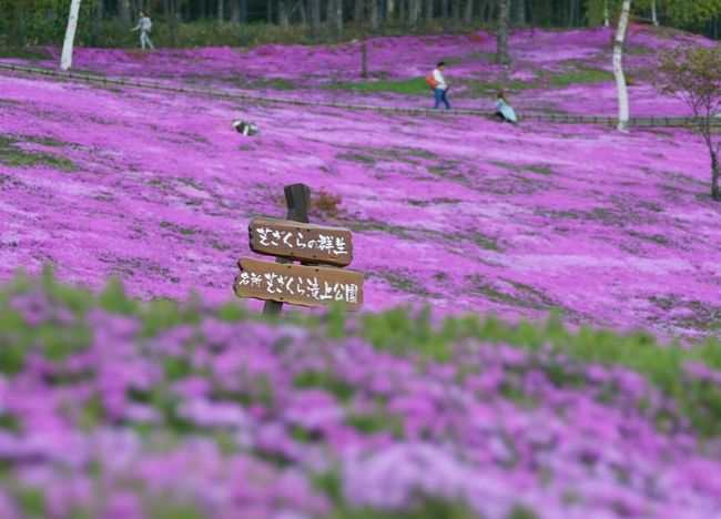 北海道の桜2015 様々な種類が見られるオススメスポットは？