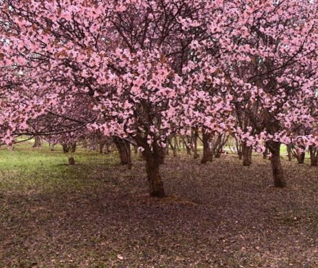 北海道の桜 5月のGWに満開になる花見オススメスポットは？開花時期＆駐車場情報