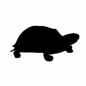 イモリヤモリ簡単見分け方