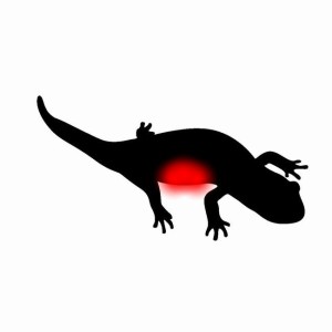 イモリヤモリ簡単見分け方