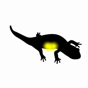 イモリヤモリ簡単見分け方