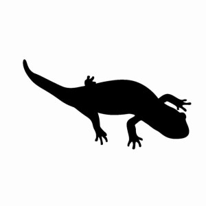 イモリヤモリ簡単見分け方