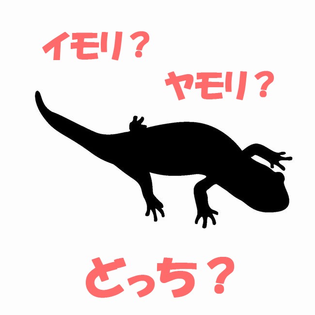 一発でわかる！イモリとヤモリの見分け方